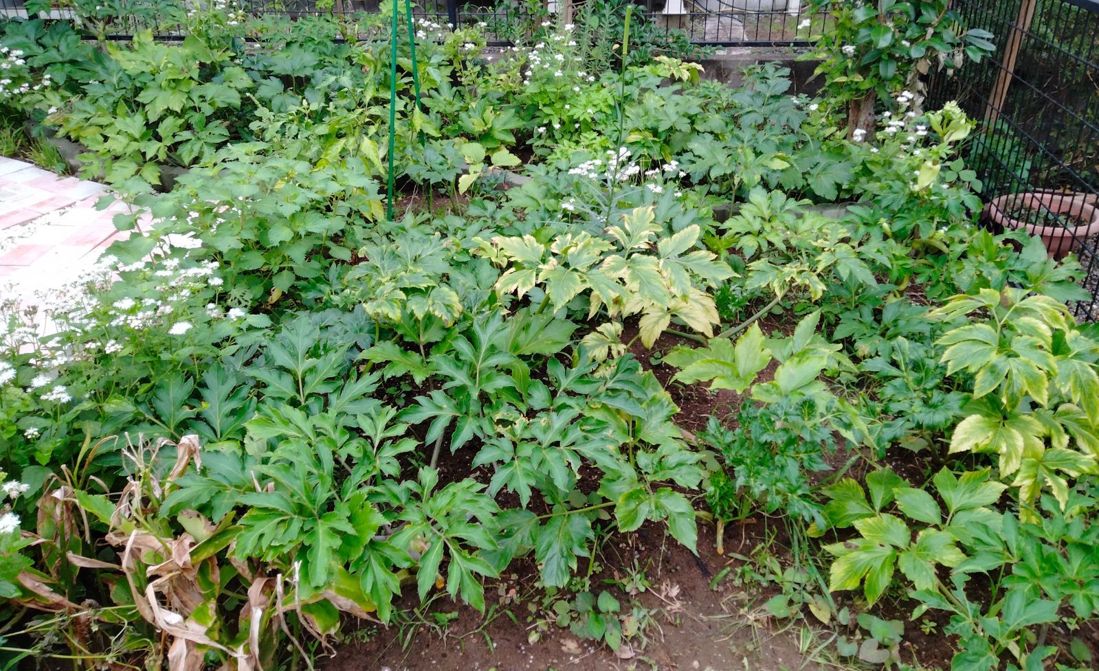 メルカリshops アシタバ明日葉 赤茎 ゴーヤ種 野菜の種