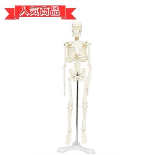 happy-shopsホワイト（台座・三つ足） monolife 人体骨格模型 骨格標本 稼動 直立 スタンド 教材 45cm 1/4 モデル (ホワイト 台座・三つ足)