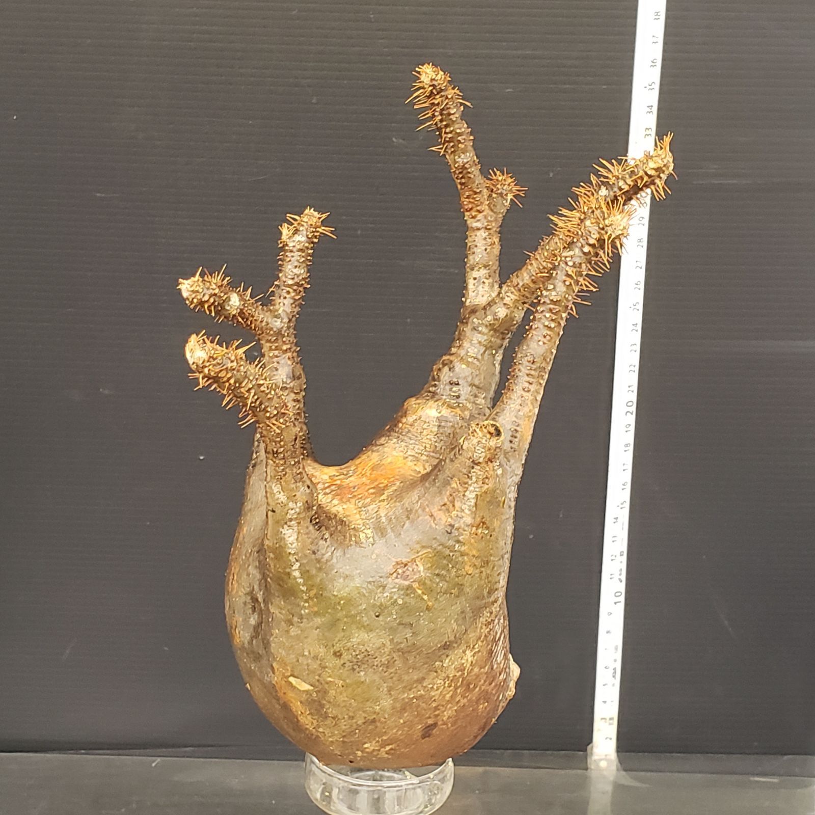 Y193【最新到着】Pachypodium グラキリス（M）（現地球・抜き苗