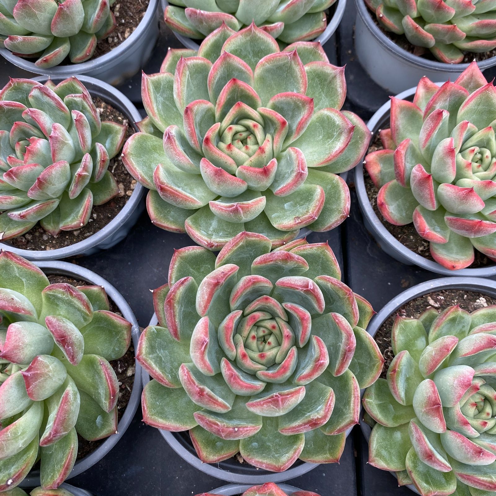 フィットする 35株の抜き苗セット フローラ単頭 多肉植物 佐川急便発送 エケベリア 韓国苗 NGN1434 ベーシック