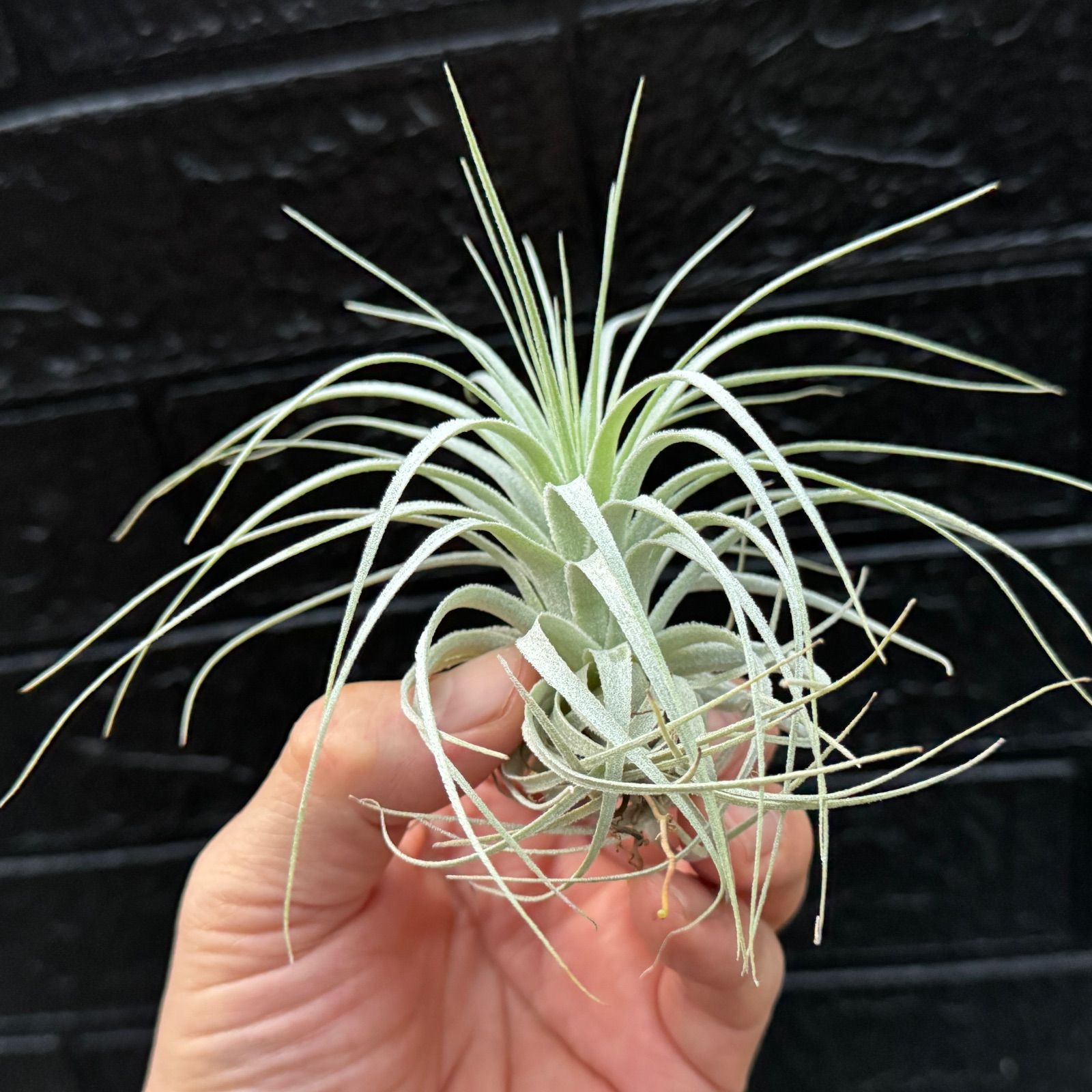 エアプランツ フラワーショップ江口