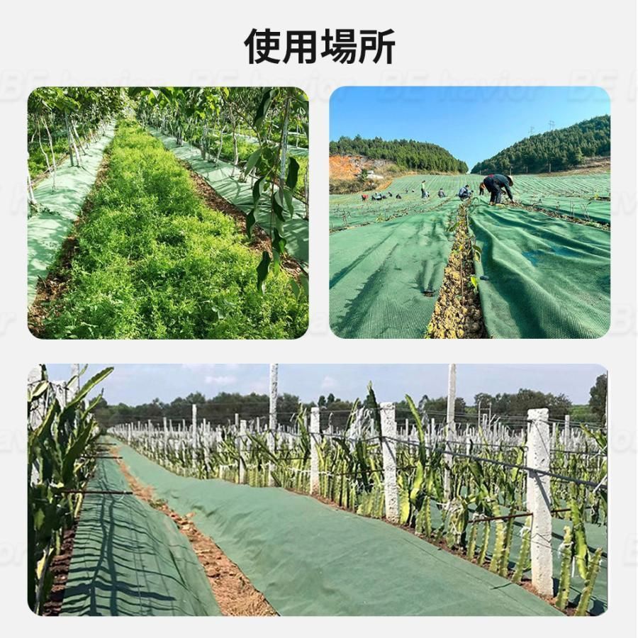 1m×50m
