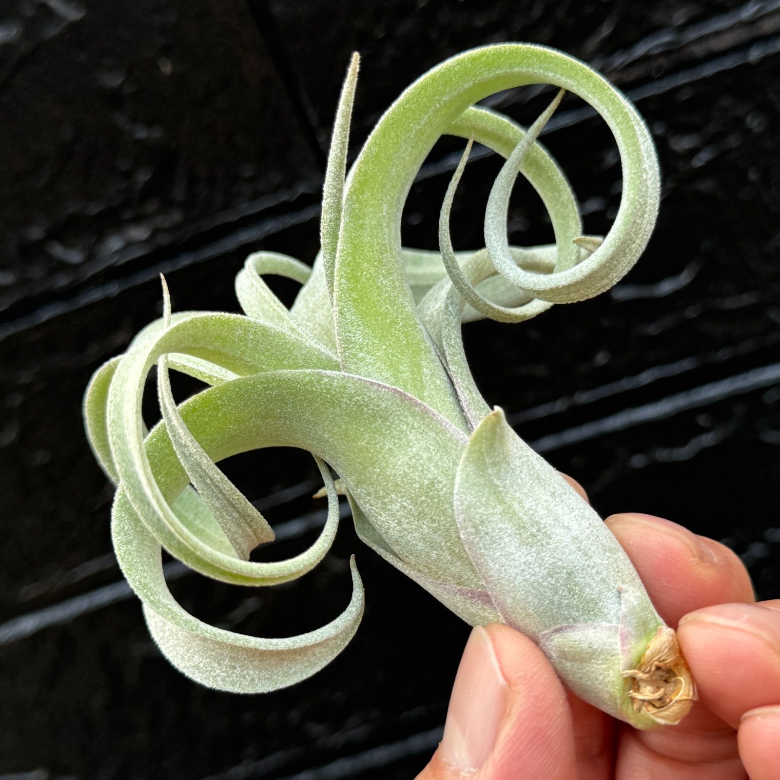 チランジア ロイテリ② (メルカリ便にてお届けします) チランジア ロイテリ② (メルカリ便にてお届けします) - メルカリ