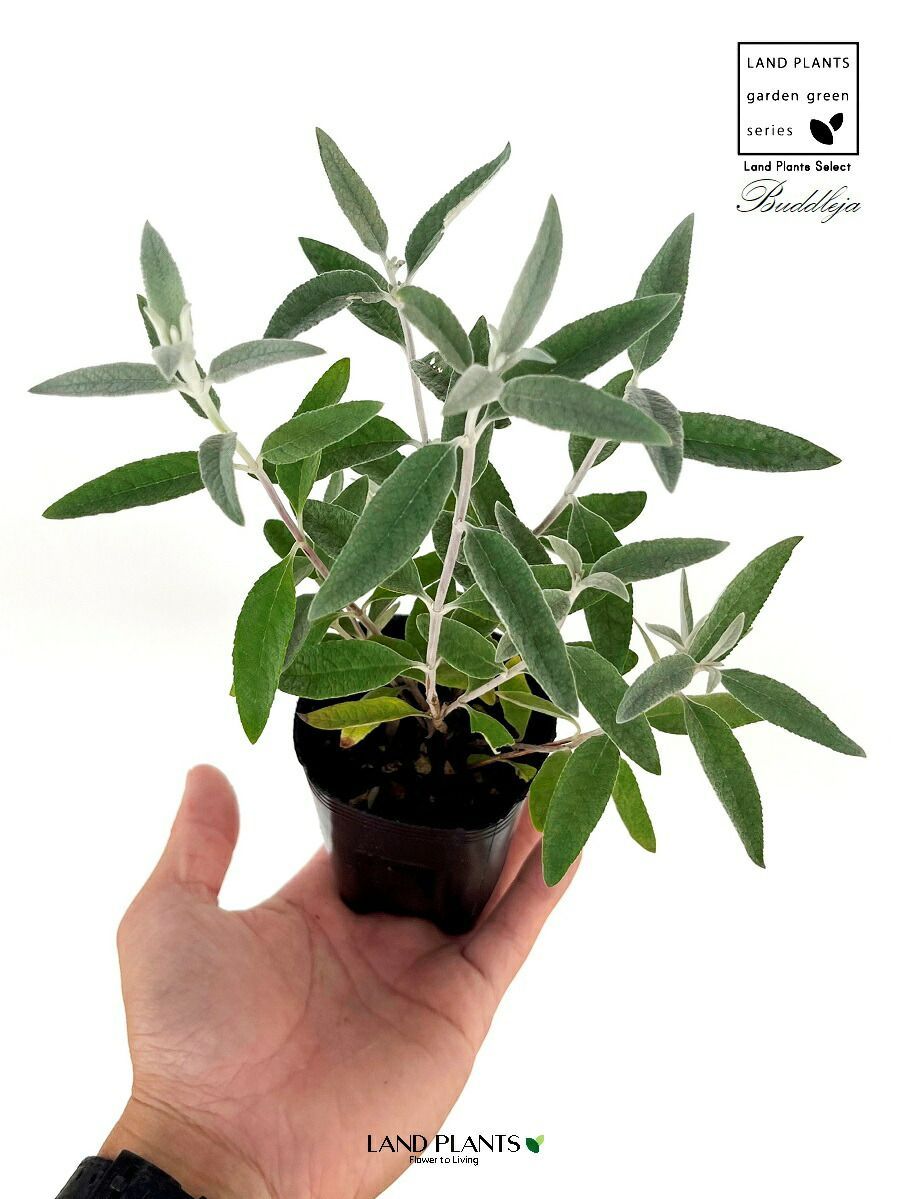 植物 植物販売】兵庫県宝塚市㈱陽春園植物場ネット通販