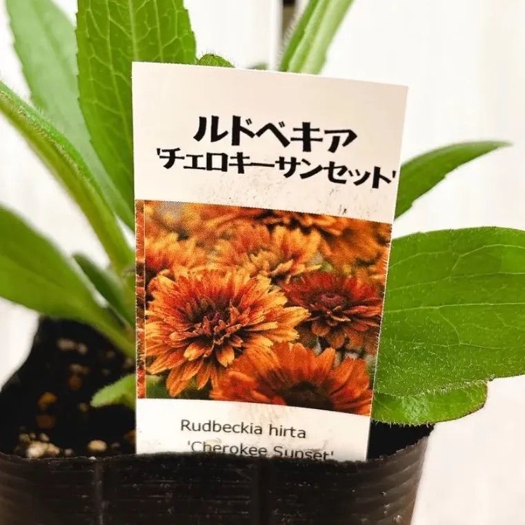 シックな☆ ルドベキア チェロキーサンセット - メルカリ