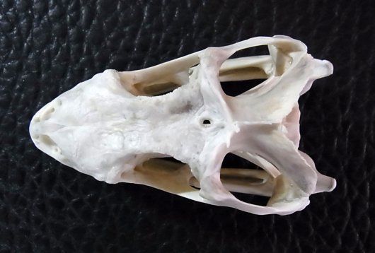 良品！グリーンイグアナの頭骨 Lサイズ（9.5ｃｍ） - メルカリ