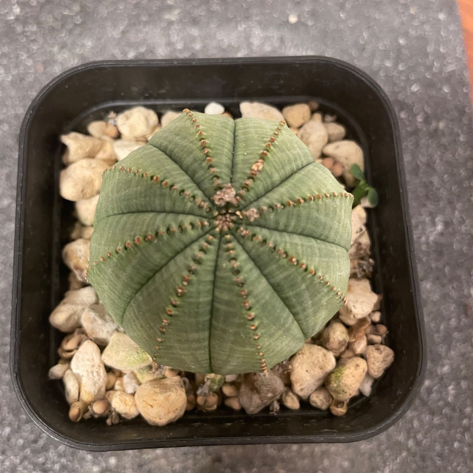 【メス株 4】Euphorbia Obesa ユーフォルビア オベサ イタリア産