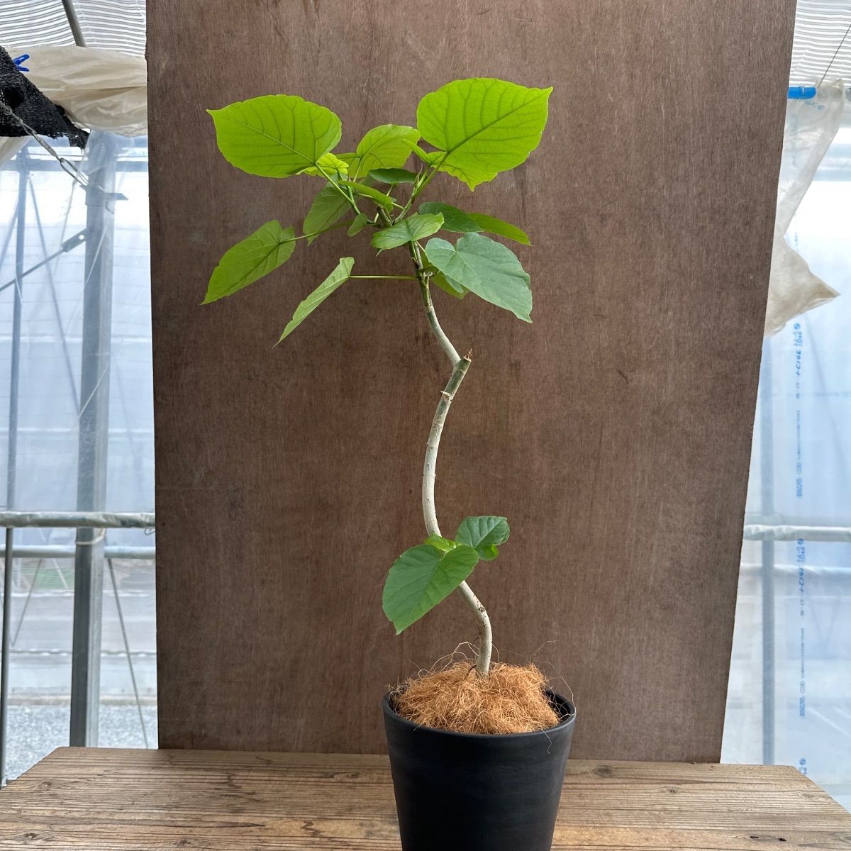 フィカス ウンベラータ 曲がり ④ Ficus umbellata 現品 ゴムの