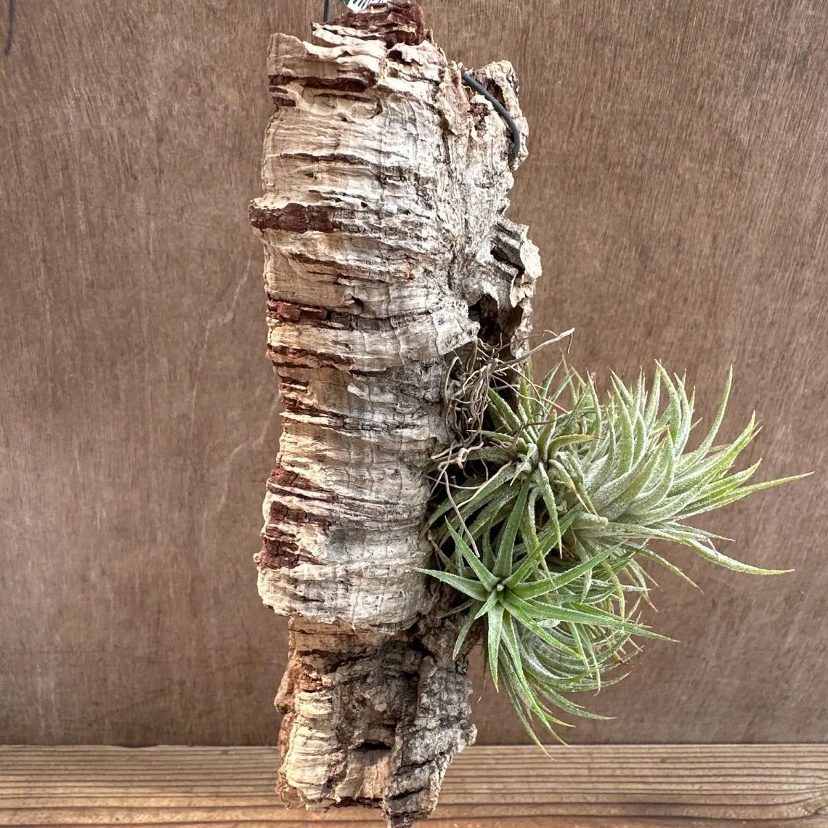チランジア イオナンタ コルク付け① 現品 Tillandsia ionantha