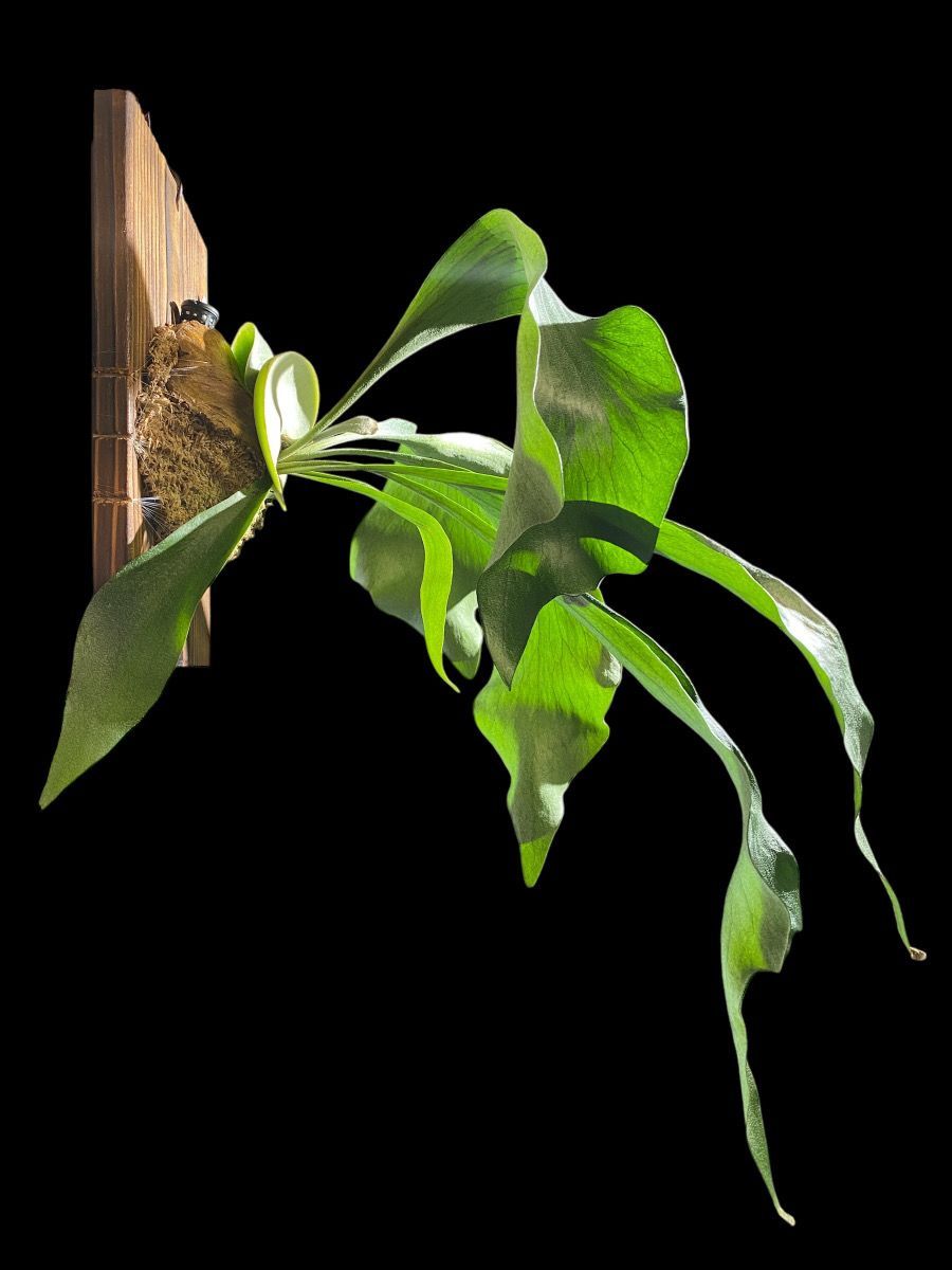 ビカクシダ ネザーランド 綺麗に展開しています。大株 板付け Amazon｜【おしゃれな壁掛け観葉植物】ビカクシダ ネザーランド