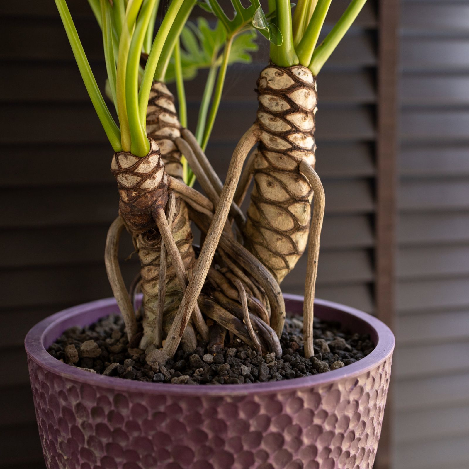 ジャイアントザナドゥ フィロデンドロン クッカバラ 特大株 鉢ごと発送