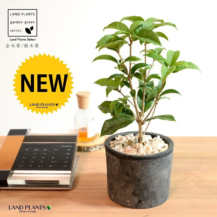 パシャパシャ様専用①⭐︎ フランスアンティーク 1800s モスリン