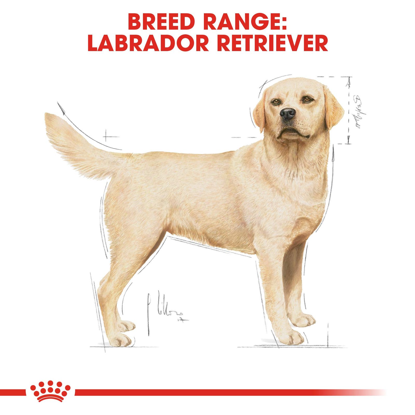 高齢犬用 3kg