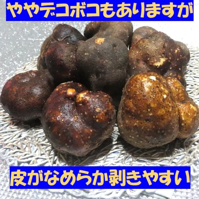 青森産 丸いも つくね芋 ワケあり 小玉 2kg (6～15個) 最安値 毎日 お