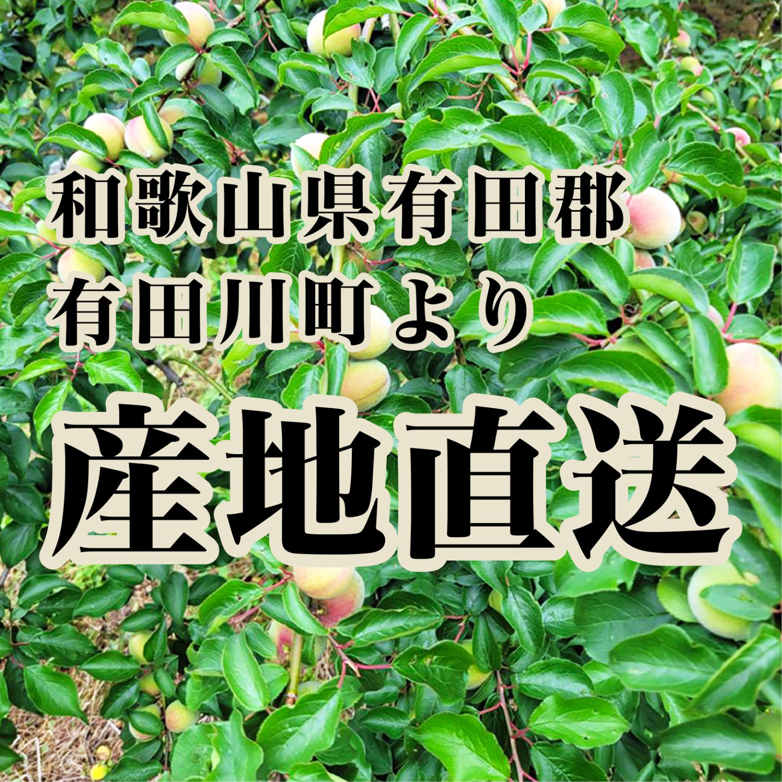 げん様 紀州南高梅