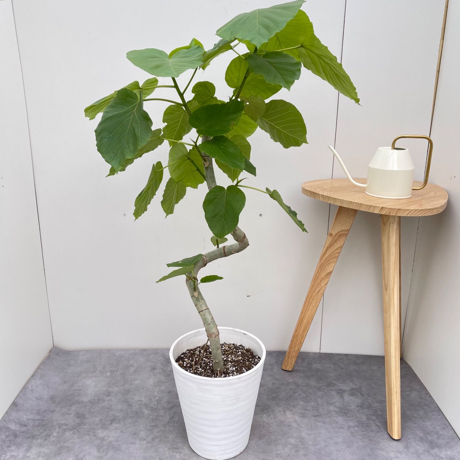 フィカス ウンベラータ 曲がり 19【現品】観葉植物 室内