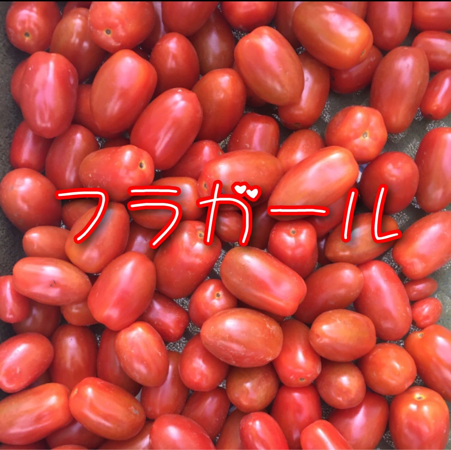 フルティカとフラガールのデュエット！農家👩‍🌾直送！フルーツトマト！宅急便コンパクト！