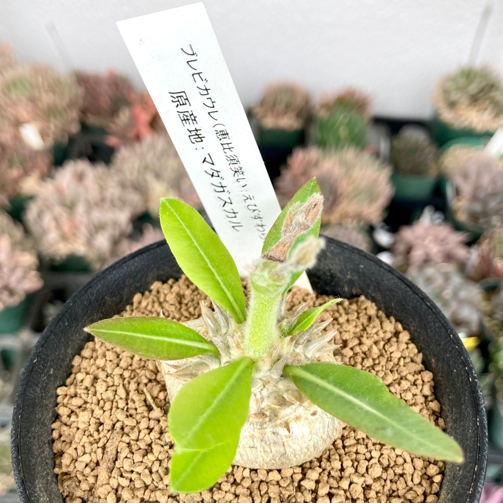 パキポディウム　ブレビカウレ（恵比寿笑）　2個セット 送料無料]パキポディウム：ブレビカウレ 恵比寿笑い 3.5号 の