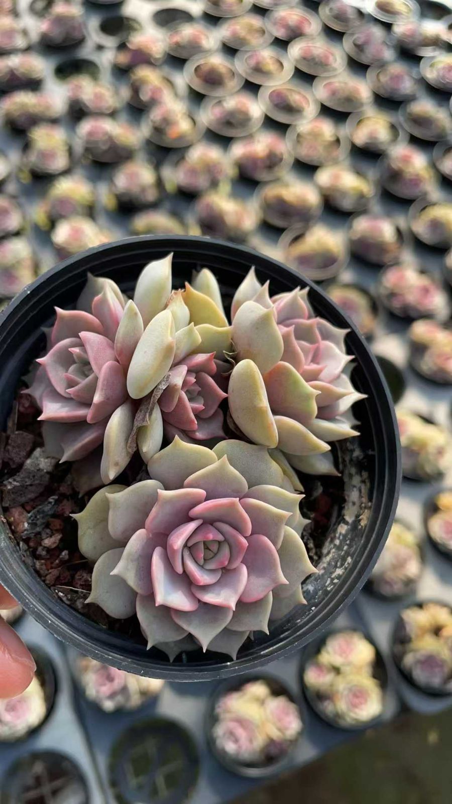 抜き苗 ムラサキヒメ ZA736×15株 ふっくら 多肉植物 エケベリア