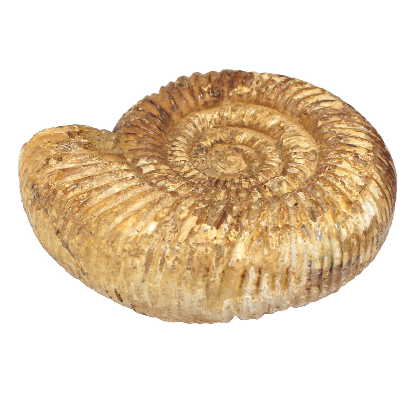 原石・517g】アンモナイト 化石 13cm 標本 マダガスカル産 肋が鮮明