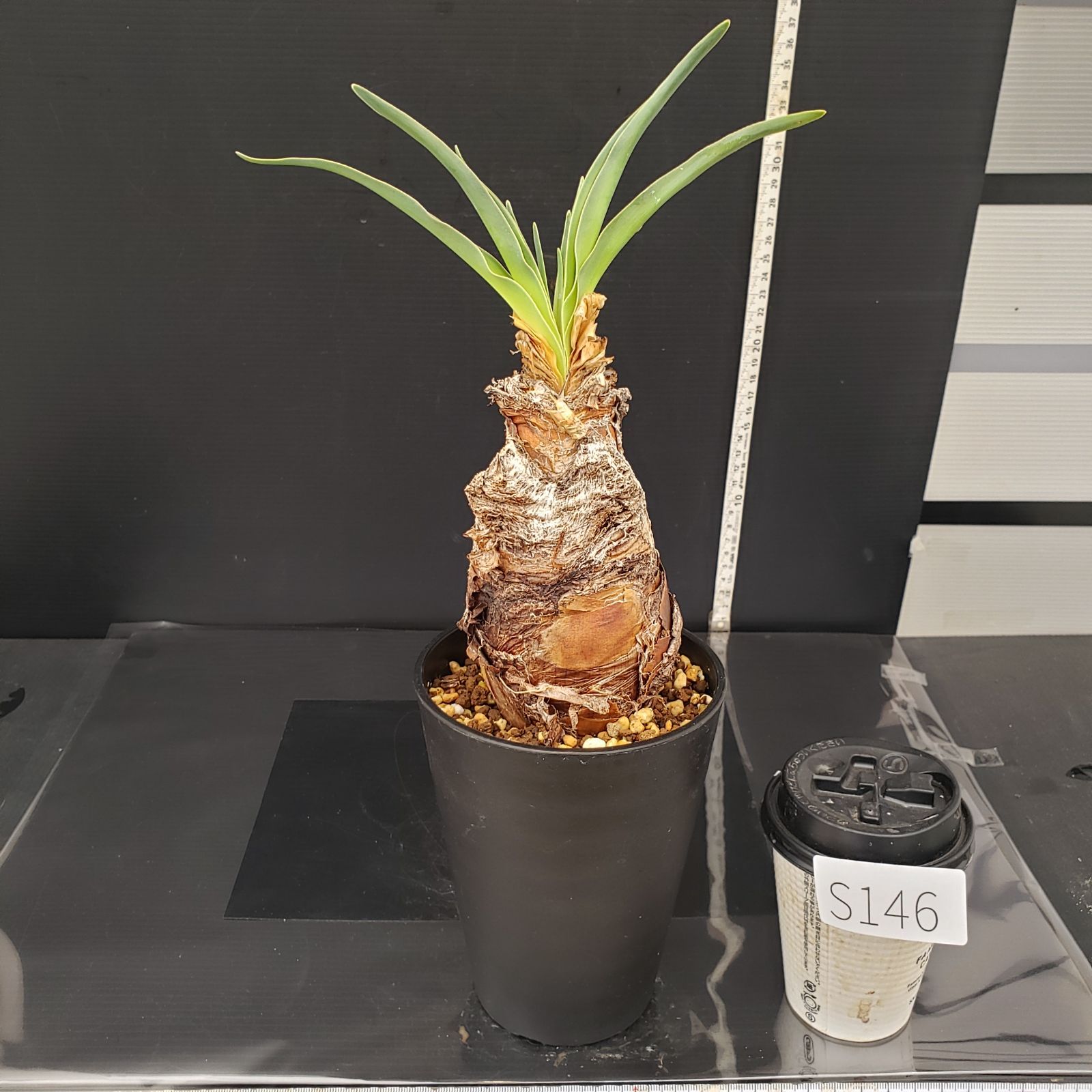 ブーファン ディスティチャ 発根済み 【公式通販】