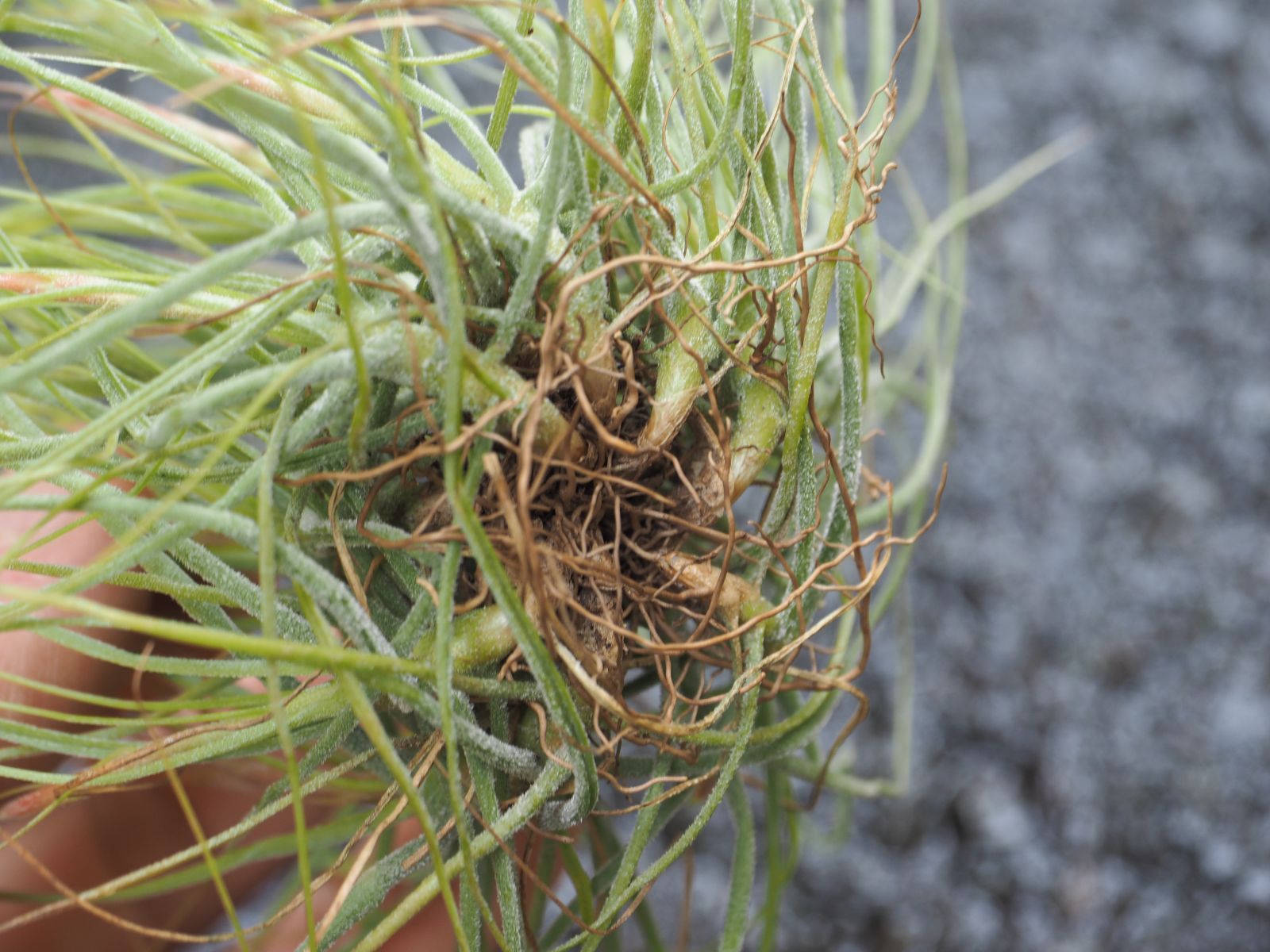 シーディアナ・レッド（クランプ） エアプランツ エアープランツ