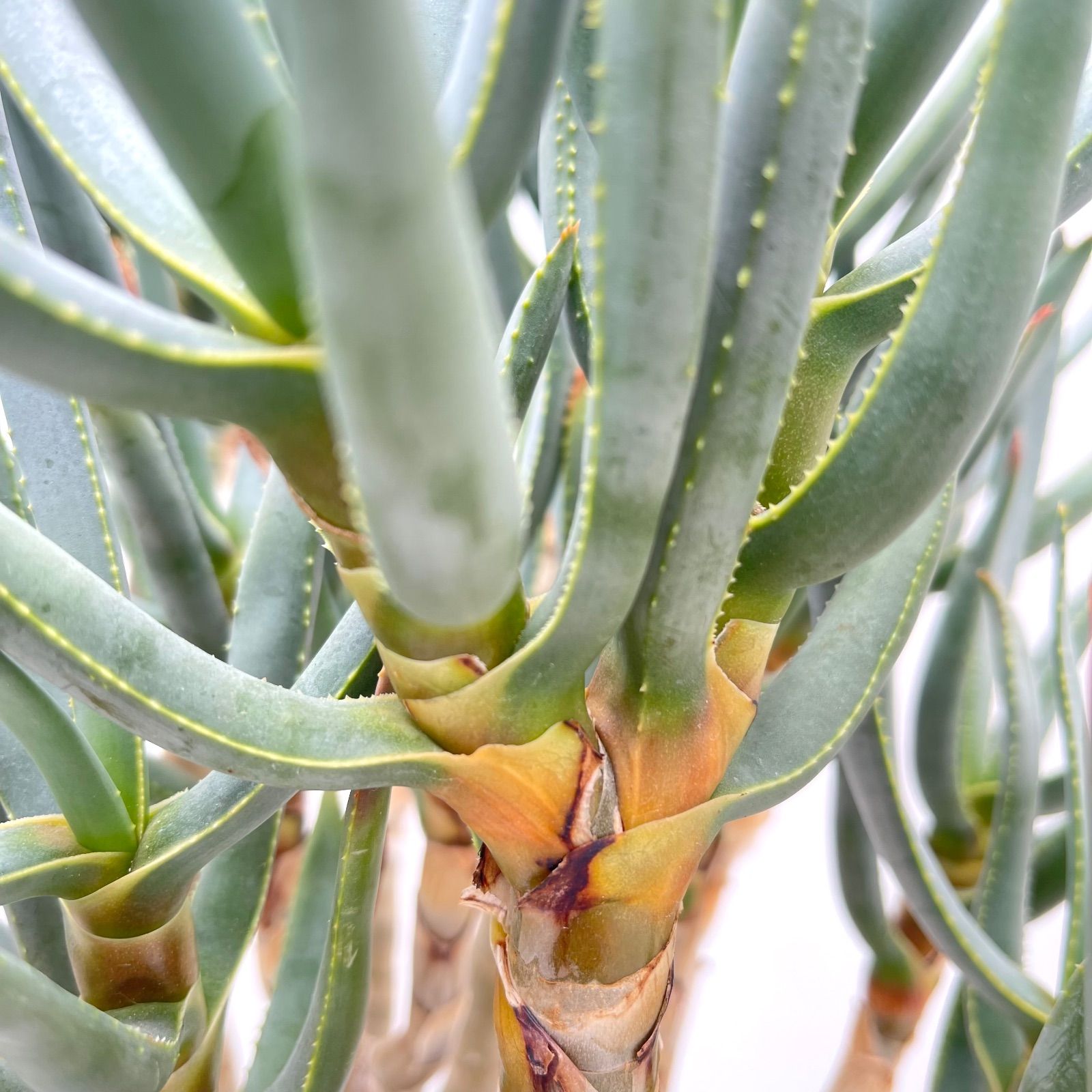 アロエ ラモシシマ 現品 観葉植物 多肉植物 ドライガーデン YUZUMIYA_COM
