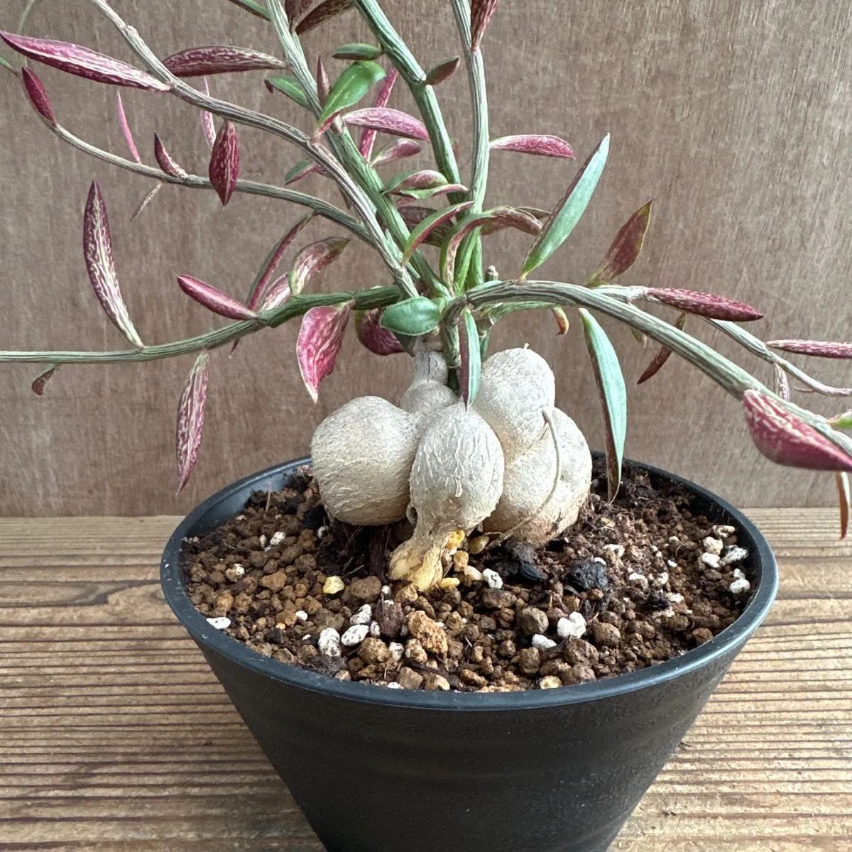 希少 モナデニウム モンタナム 塊根 コーデックス 珍種 ルベルム 輸入