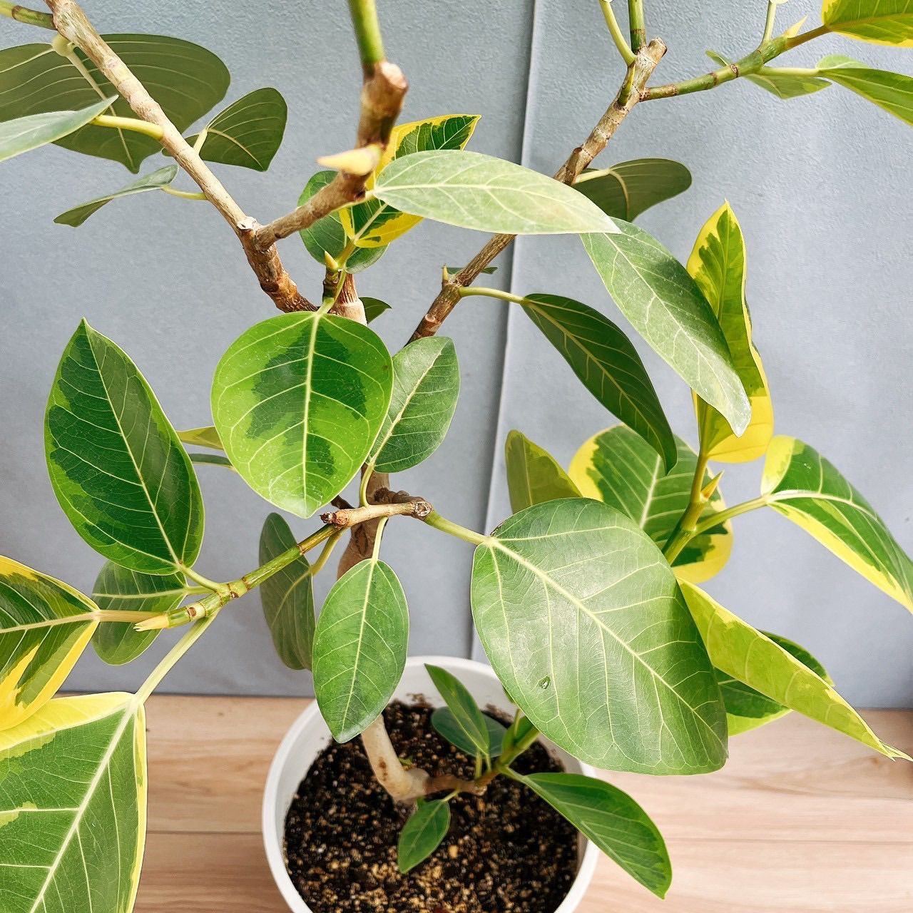 現品］F フィカス アルテシマ 曲がり 8号 観葉植物 室内 ゴムの
