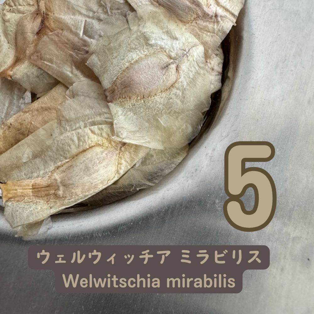 50粒種子ウェルウィッチア・ミラビリスWelwitschia mirabilis 種子奇想