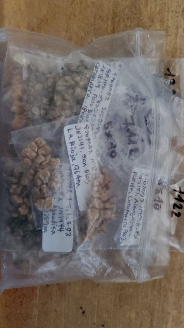 レア）テフロカクタス　いろいろ　１５種類　１０粒ずつセット レア）テフロカクタス いろいろ 15種類 10粒ずつセット - メルカリ