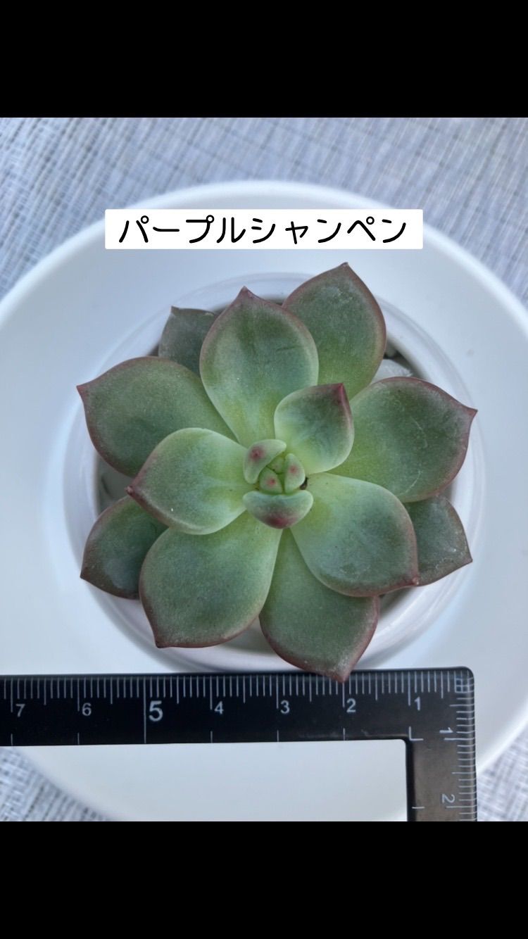 人気の福袋 珍しい 新品 未使用 多肉植物 寄せ植え５苗セット 植物 観葉植物 Www Liberisogni Org Www Liberisogni Org