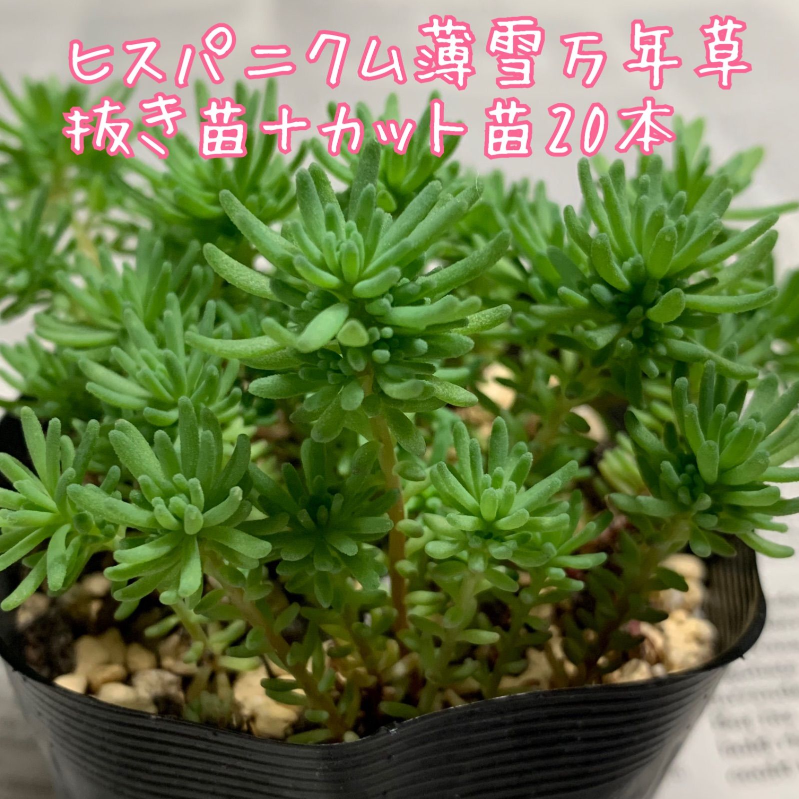 薄雪万年草 トップ セダム 多肉植物