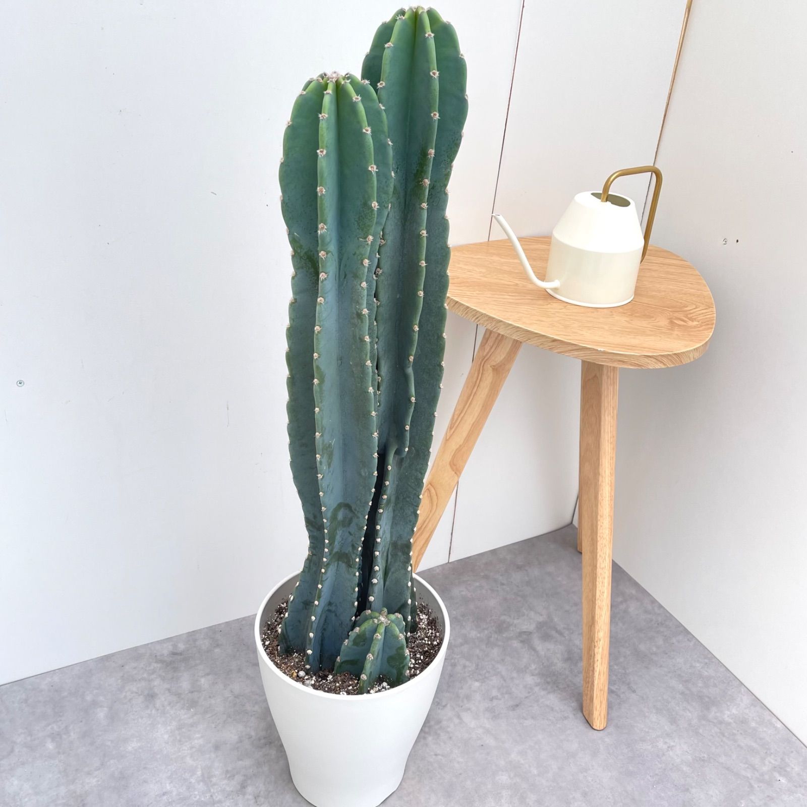 観葉植物