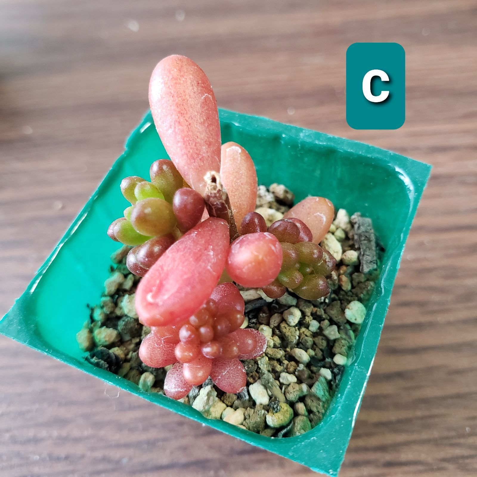 多肉植物 セダム アップルベリー 抜き苗 - メルカリ