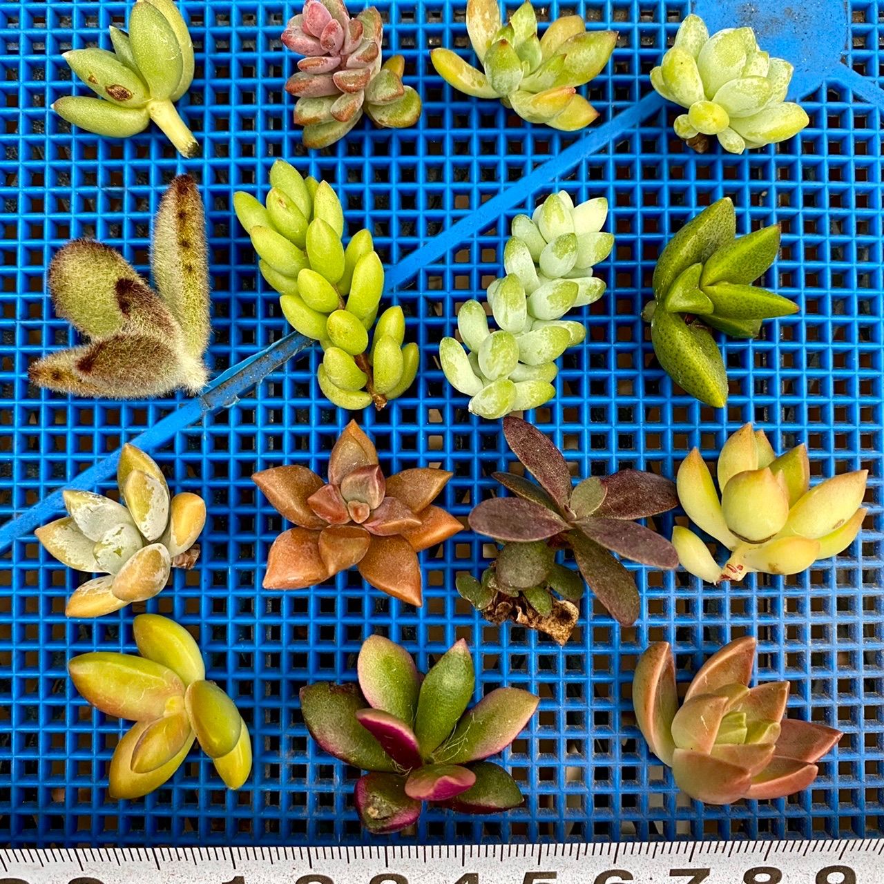 メルカリ便発送‼︎　レイオブライト　変わり斑 4株カット苗 多肉植物3品種セット「アドロミスクス・ヘレイ&クラッスラ・パープル