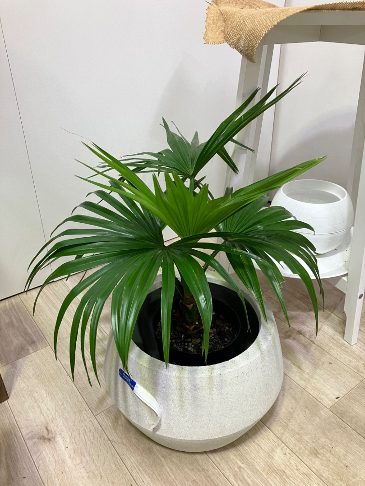 水鉢 大型 白梅 10号 睡蓮鉢 火鉢 水連鉢 和モダン ビオトープ 水鉢 大型 白梅 10号 睡蓮鉢 火鉢 水連鉢 和モダン ビオトープ 水鉢 大型