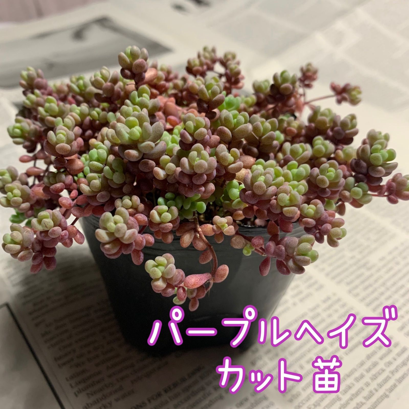 多肉植物 シャンテリー錦パープルヘイズ カット苗、 - 植物/観葉植物