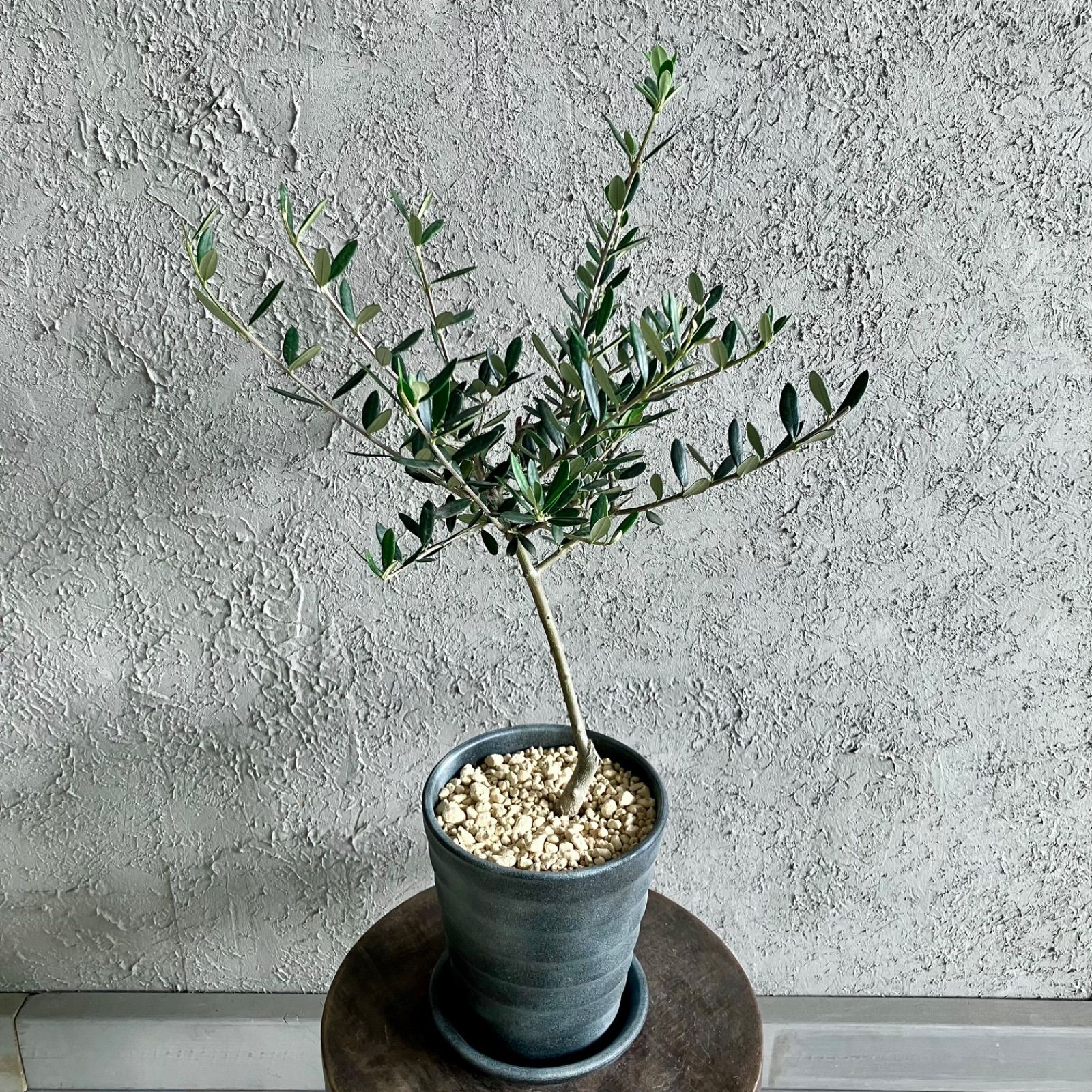 最安値最新作オリーブの木 マンザニロ《H=約1.8m・10号鉢》 5 果樹