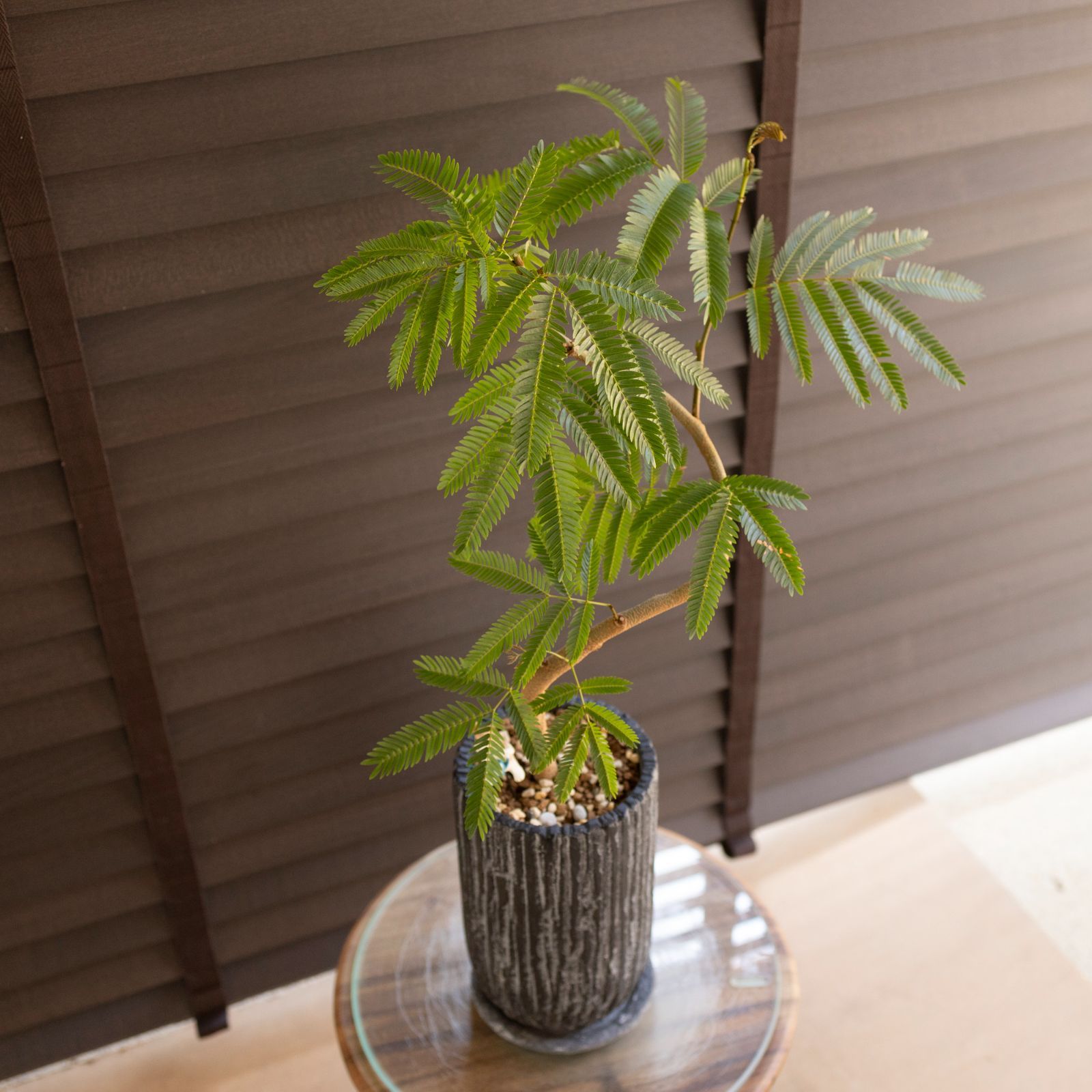 ネムの木 エバーフレッシュ 曲がり 鉢皿付き ネムの木