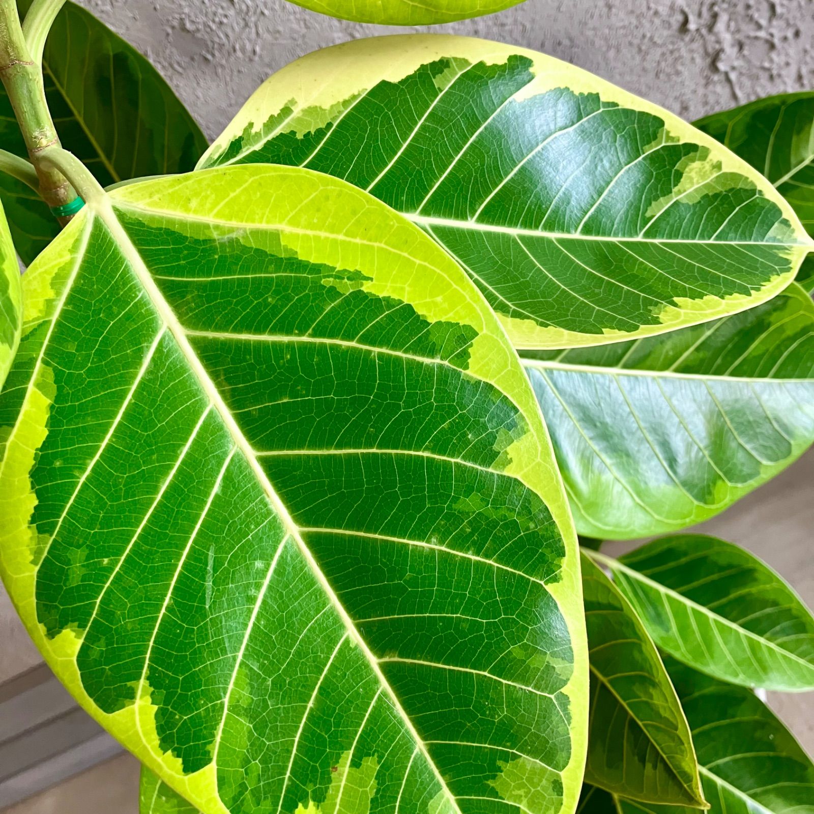 美形 曲がり仕立て フィカス アルテシマ 9号 テラコッタ性鉢植え