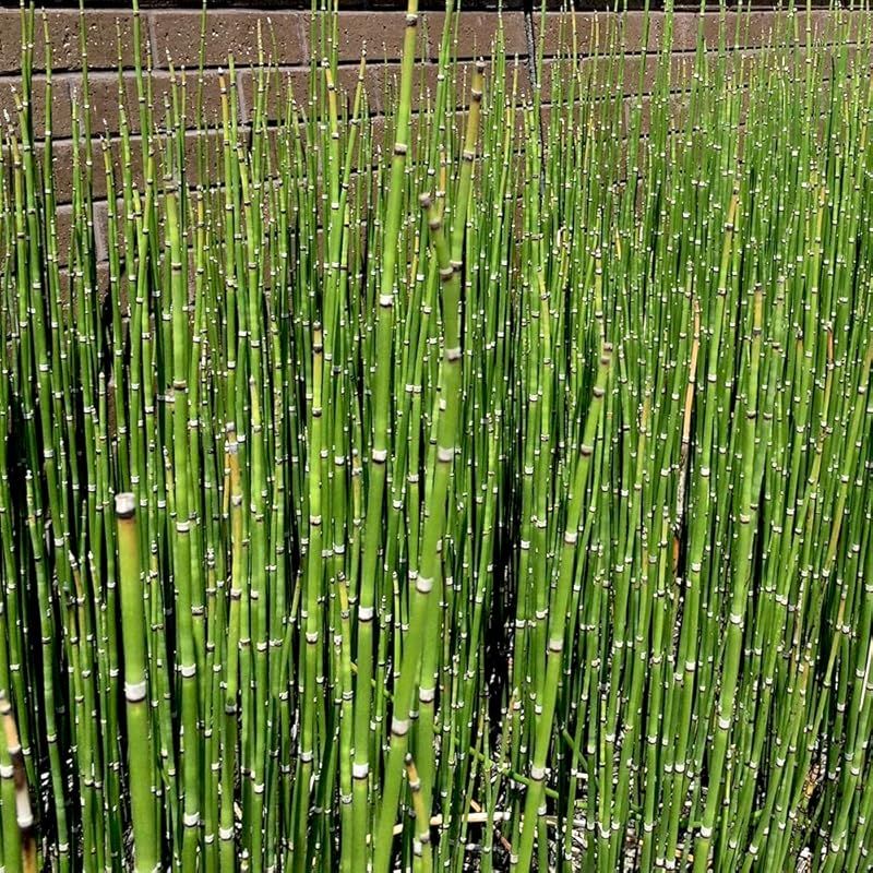ＩＴＡＮＳＥ トクサ 3号 8個セット 観葉植物 学名 Equisetum hyemale トクサ科 砥草 英名 Scouring rush dutch rush 直立する姿が和モダンインテリアに似合う植物 性質が丈夫で の方でも育てやすい お気