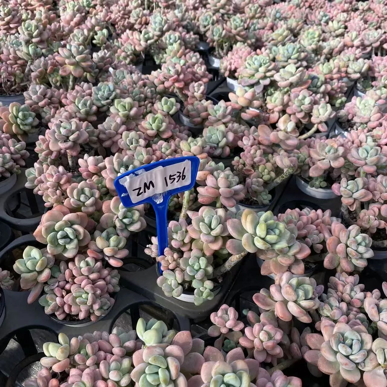 多肉植物　韓国苗　リファー 多肉植物 韓国苗 リファー 多肉植物韓国苗リファー