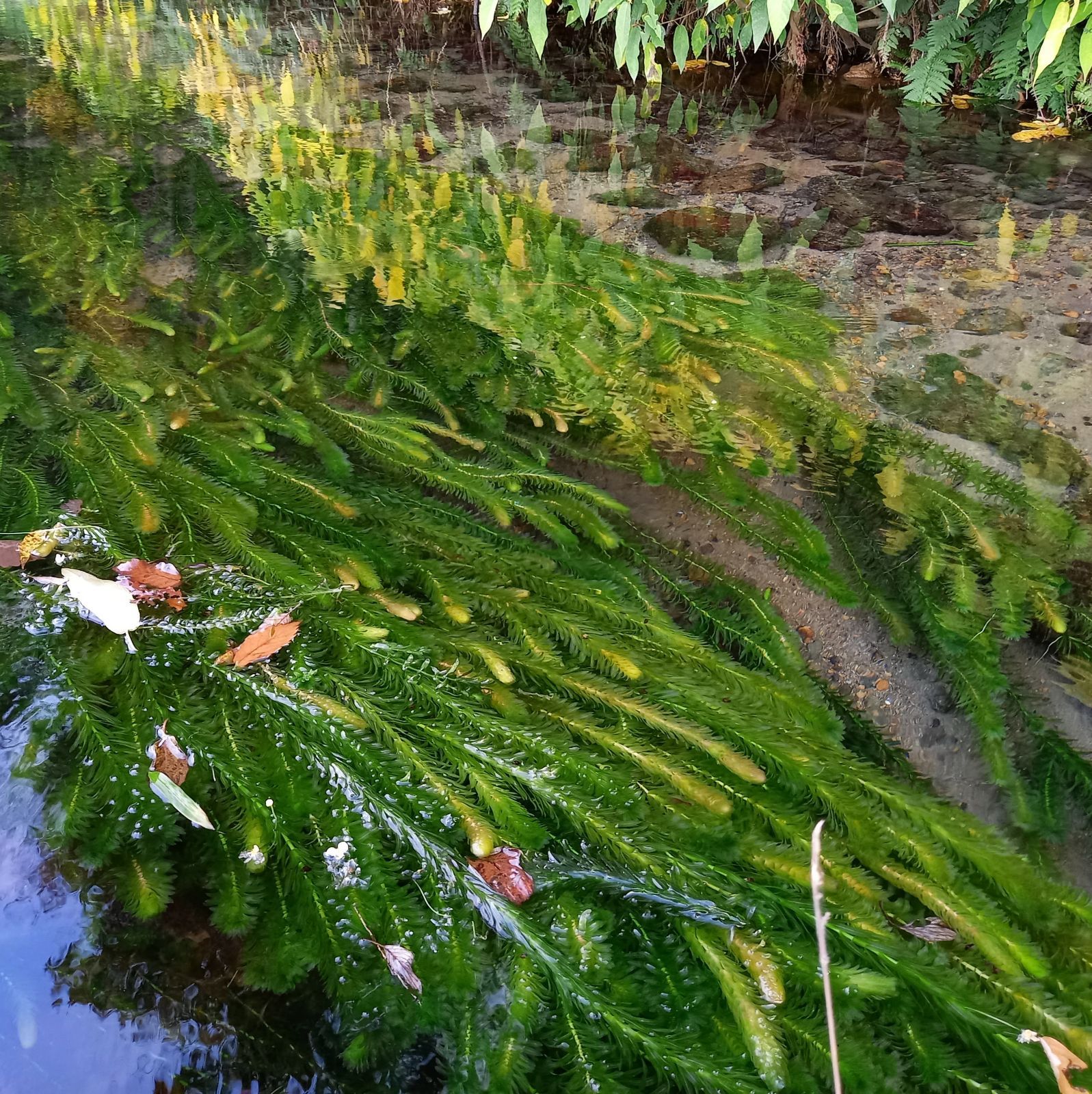 クールで発送 阿蘇の湧水で育った水草 天然アナカリス-