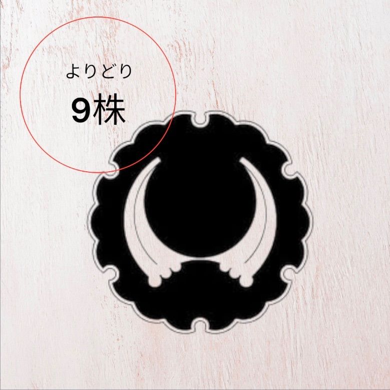 【きゃっぷ様】7品種から3品種選べるセット/ビカクシダ きゃっぷ様】7品種から3品種選べるセット/ビカクシダ ビカクシダ