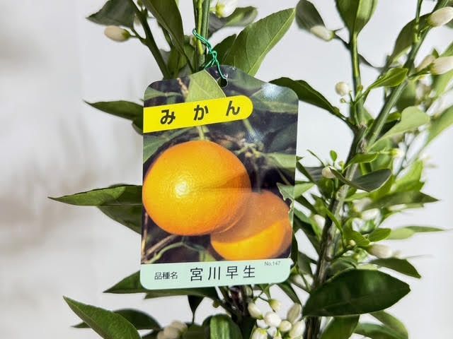 みかん 宮川早生 【送料無料】ミカンの木 植木 苗 庭木 高さ0.65