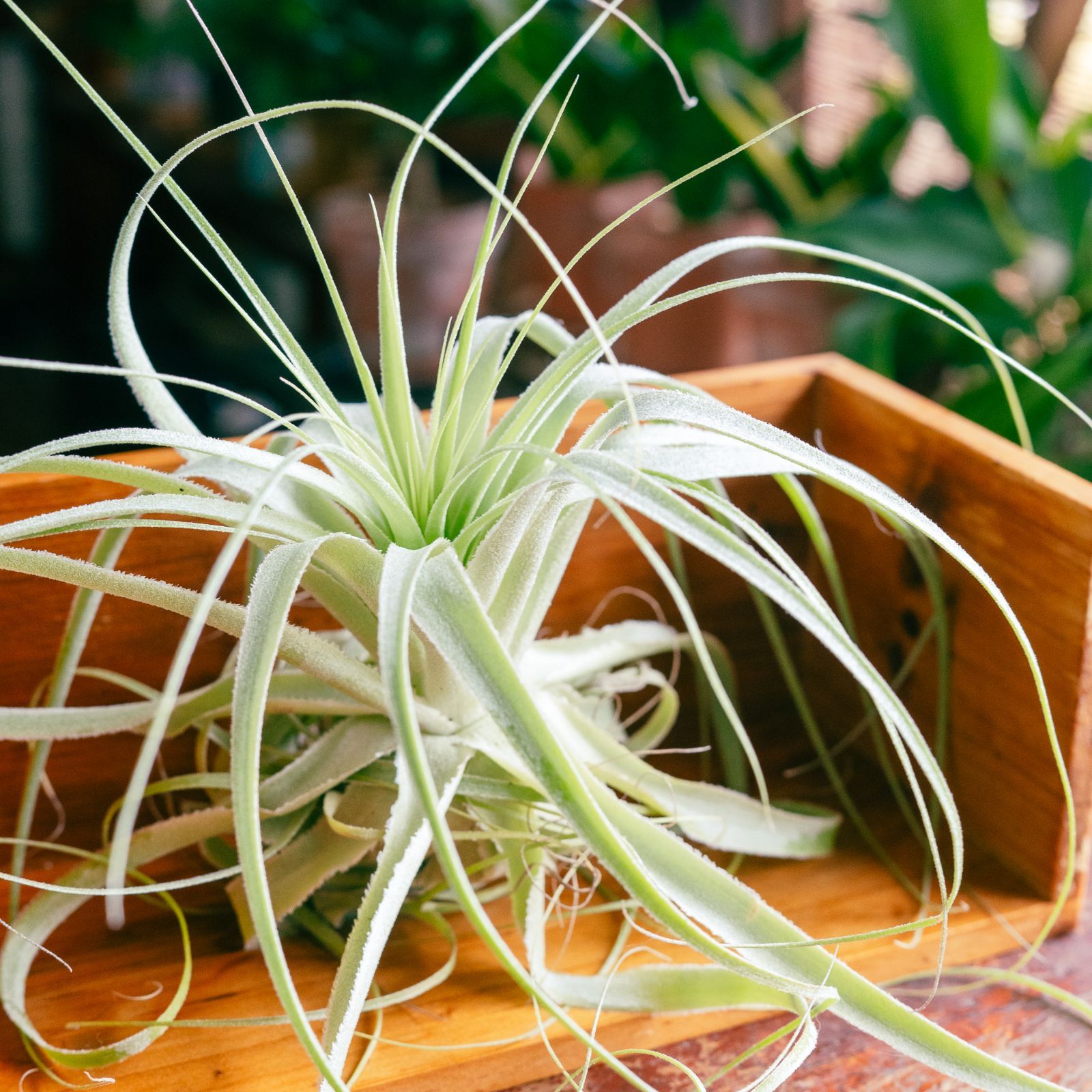 エアプランツのお姫様👑】𖣔 チランジア・カルドネリー 𖣔【 大株 美種