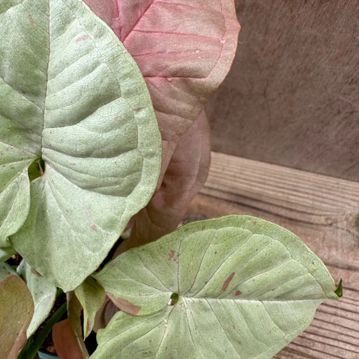 【サンプル】シンゴニウム コンフェッティ Syngonium podophyllum ‘confetti’  サトイモ科　シンゴニウム属 シンゴニウム   観葉植物 観葉 植物 インテリア プレゼント おしゃれ かわいい  グリーン