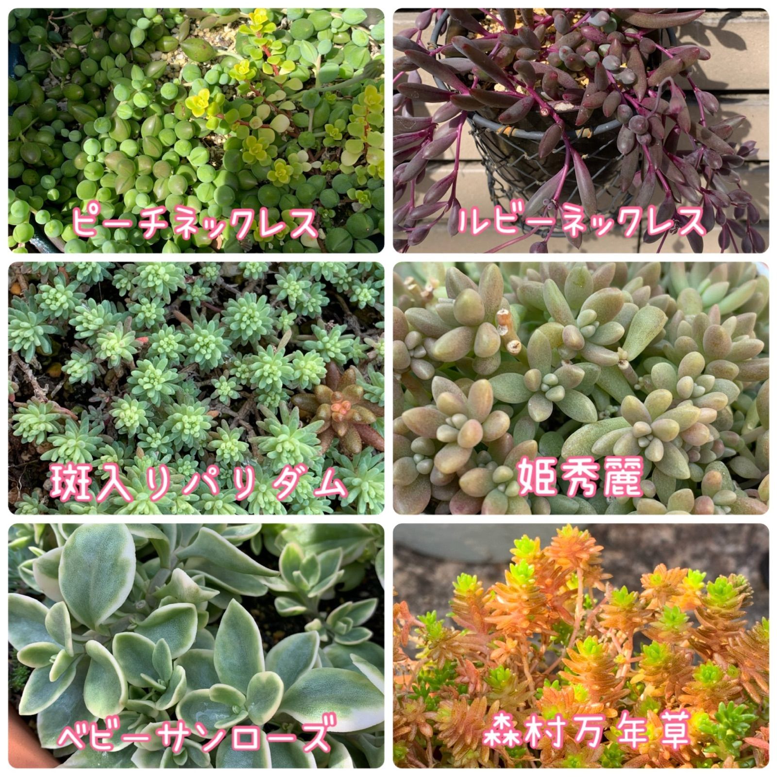 メール便不可】 66品種 名前付きカット苗セット 植物/観葉植物