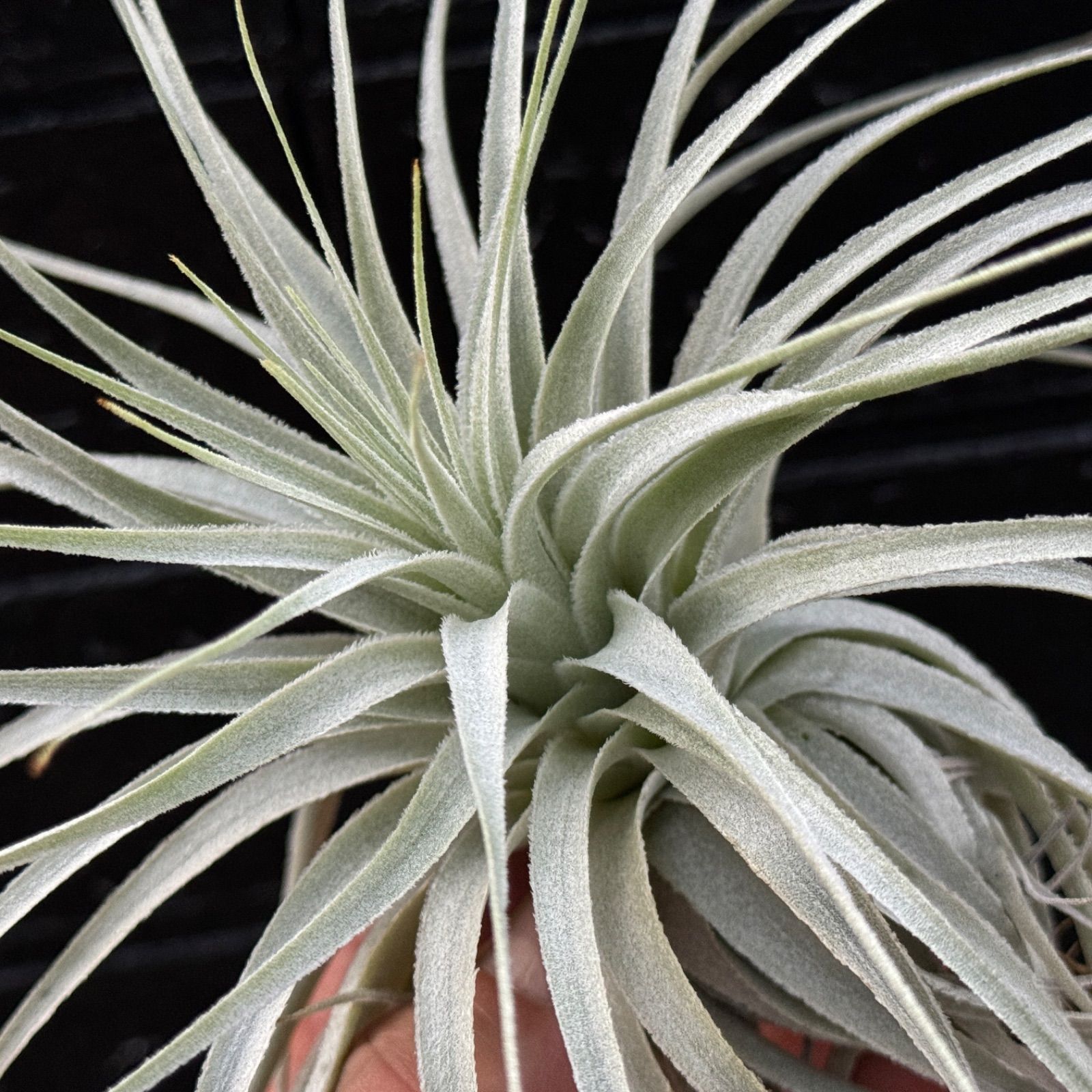 Tillandsia gardneri var. rupicola おとなしい （産地付き）